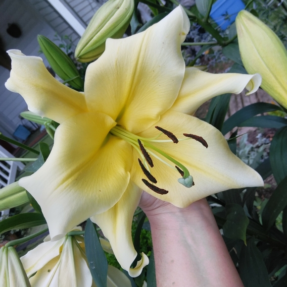 Meet your Posher, Rebecca - Picture 6 of 14